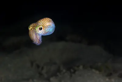 Image of Hawaiian Bobtail squid Image of Hawaiian Bobtail squid